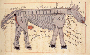 Osteologie des Pferdes in einem arabischen Buch