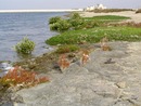 Halophyten Vegetation (Foto Helmut Brückner).