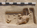 Fig. 9 Almost complete skull from Trench D6