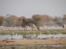 Namibia_Etosha