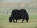 Mongolei